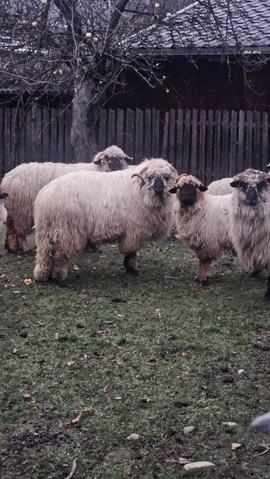 Vând oaie pentru sacrificiu