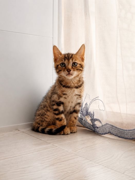 Бенгальские котята