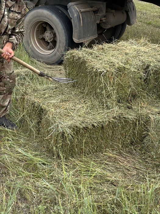 Продам сено в тюках и в руллонах