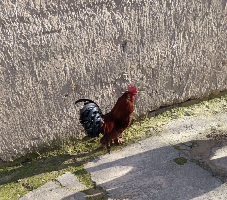 Япон жужа-хуроз/ японский петух