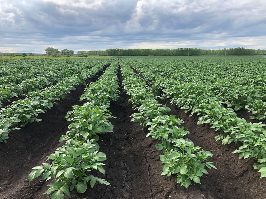 Гребнеобразователь под картофель