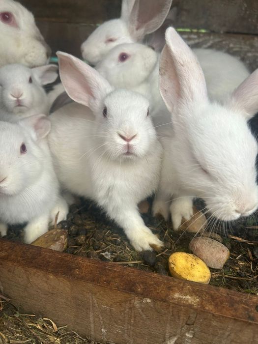 Iepurași albi cu ochii roșii