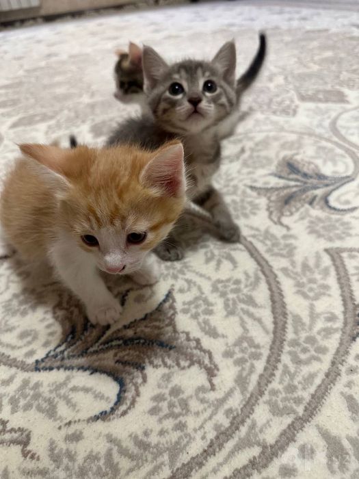 Котенки.Отдам бесплатно