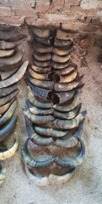 Черепи рога най-новото