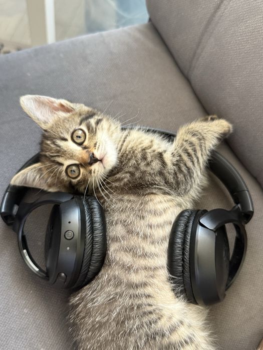 котенок отдам даром