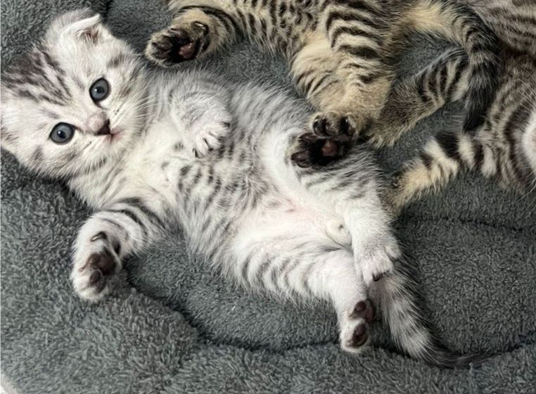 Породистые котята