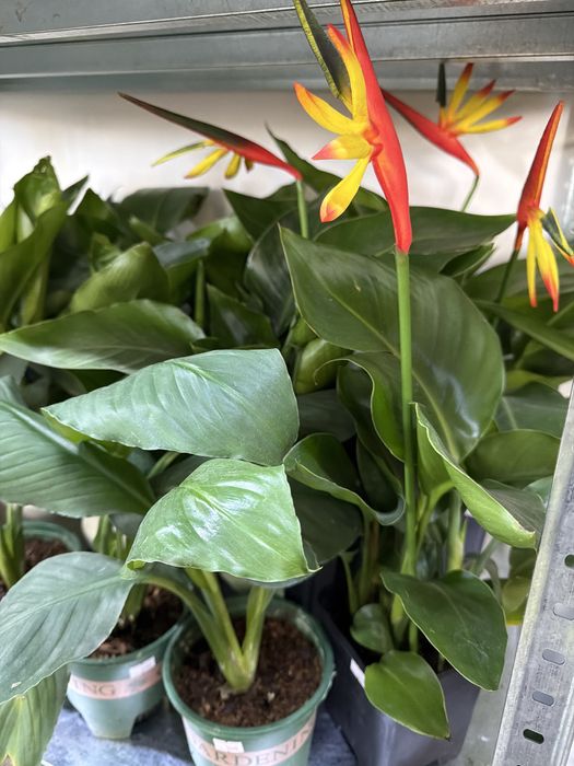 Дешевые цветы к 8 Марта