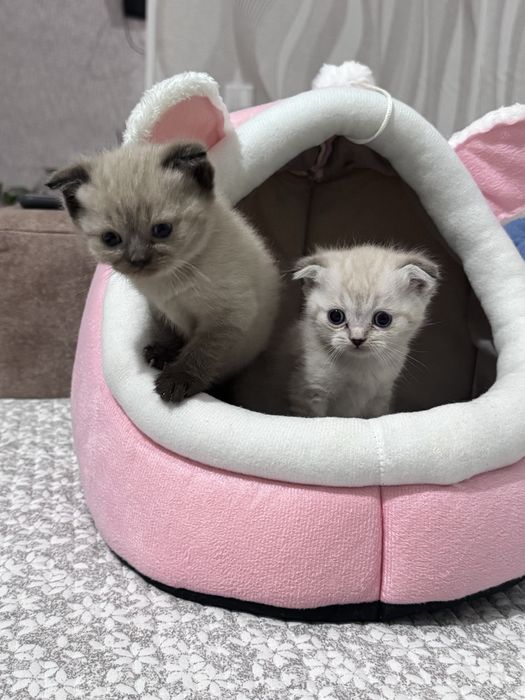 Кошка маленькая 1,5месяц