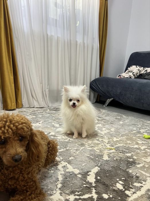 Mascul Pomeranian