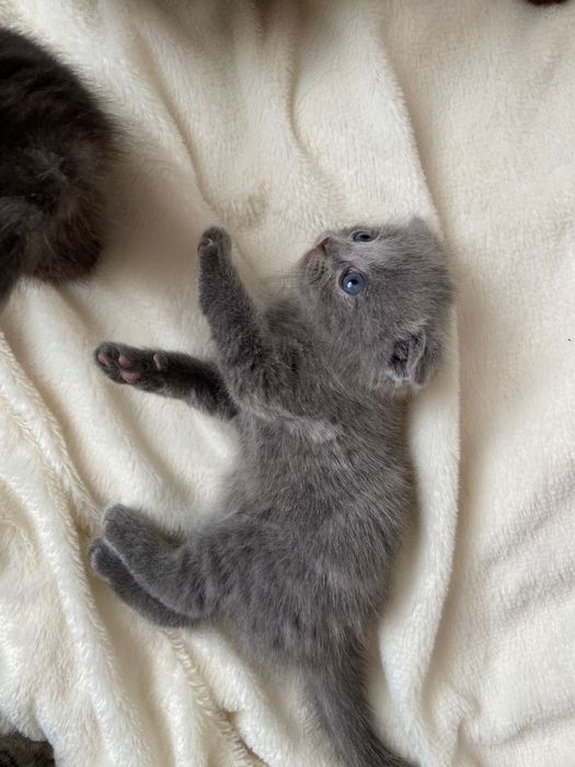 Шотландские котята