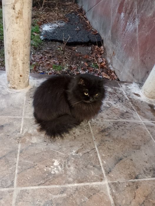 Срочно заберите кошку