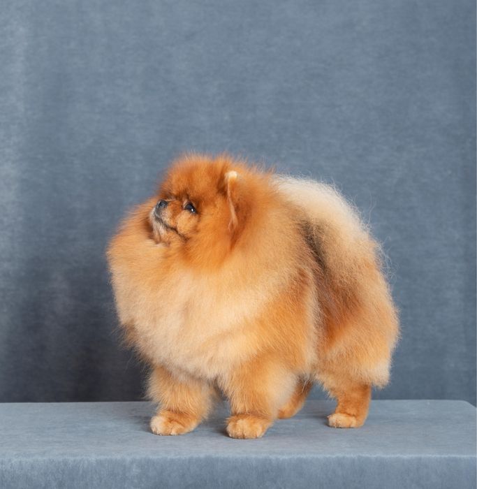 Кобель для вязок .