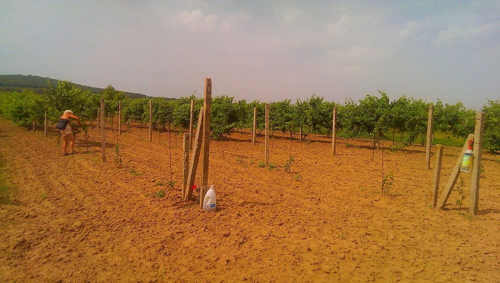 Продава се Земеделски имот в с. Панаретовци, Област Сливен -  кв.м за 1658 €/дка - Снимка #3