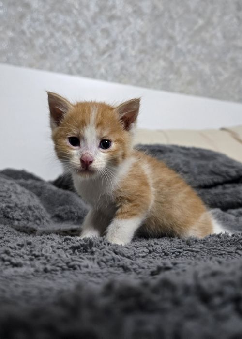 Очаровательные котята ищут дом)