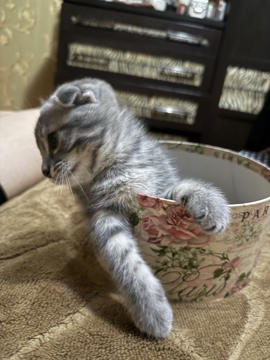 Продается вислоухоя кошечка 2 месяца