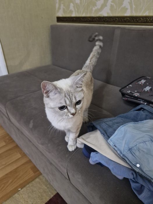 Кошечка. Шотландка.