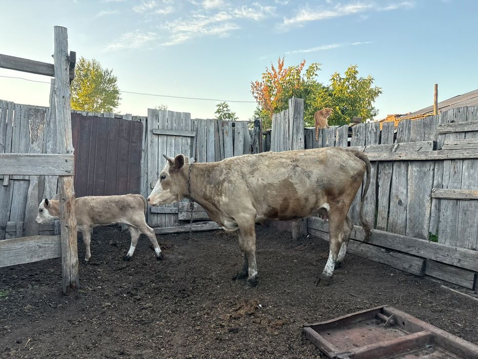 Крупно рогатый скот