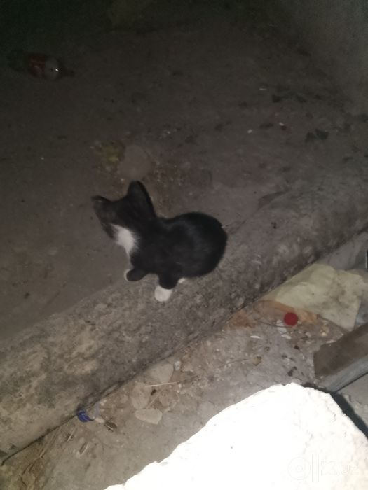 Mushukcha sotiladi va yaxshi odam Mihribanga beriladi.