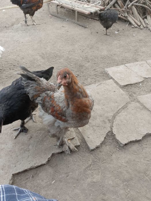 Петушки молодые. Брамм