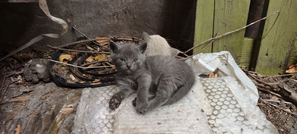 Кошка, котенок отдам