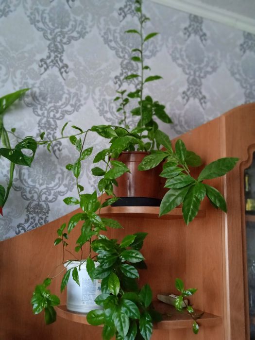 Комнатные цветы продам