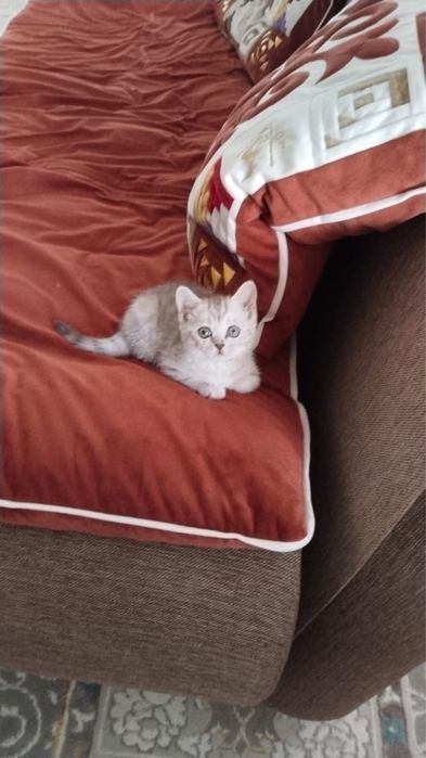 Шотландская котёнок
