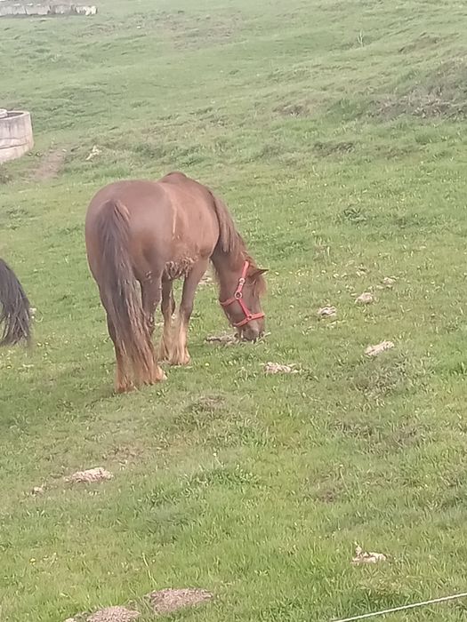 De vanzare nu sunați inutil