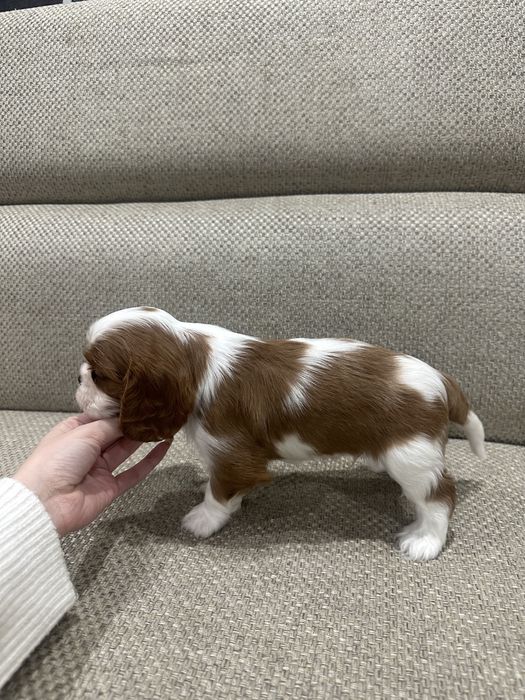 Кавалер Кинг Чарльз спаниель щенки ПРОДАЖА!