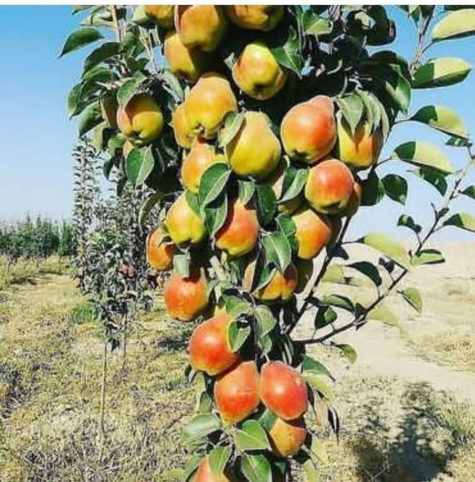 Хамма турдаги сифатли кучатлар