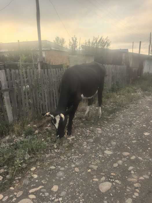 Продам первотелку
