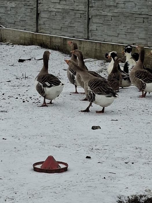 Vand gâște ramanesti