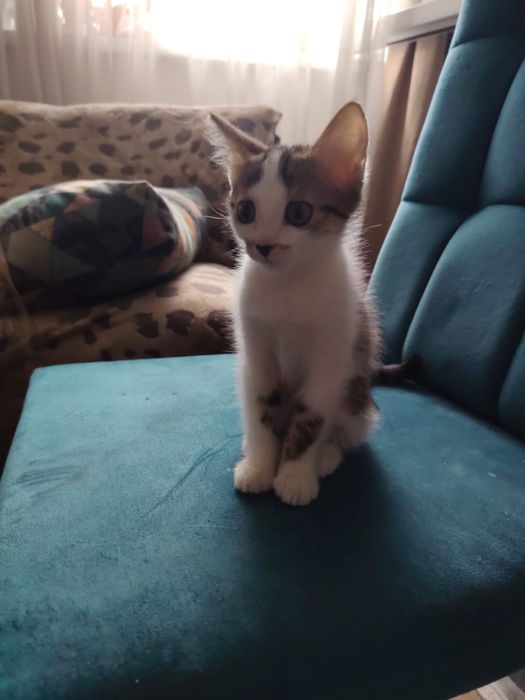 Котенок в добрве руки