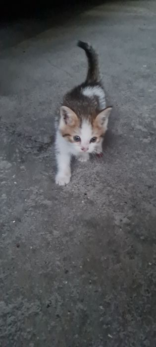 Котята 3 котика 1 кошачка