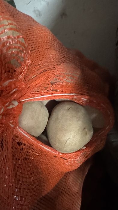 Скменной катофель сорт радриго