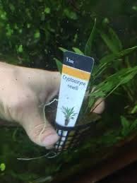 Plante easy-pesti