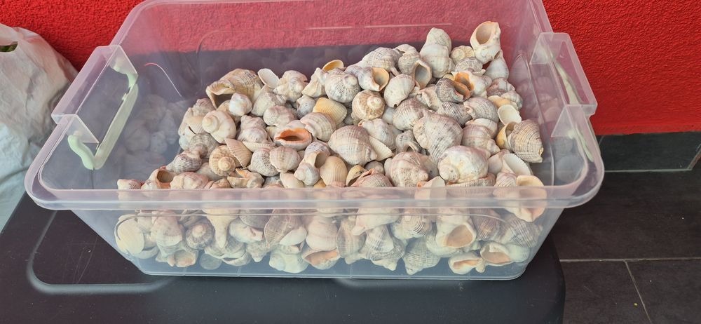 Scoici naturale pentru activitati handmade