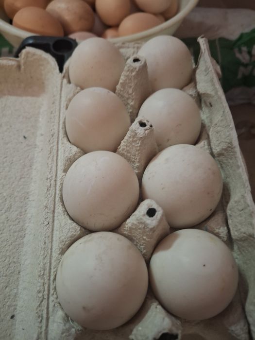 Oua de casă pentru consum sau incubat