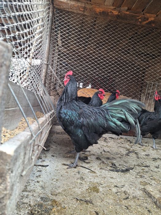 Vand cocoși australorp