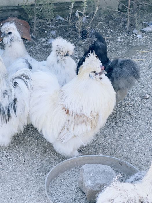 Петли и кокошка Копринки