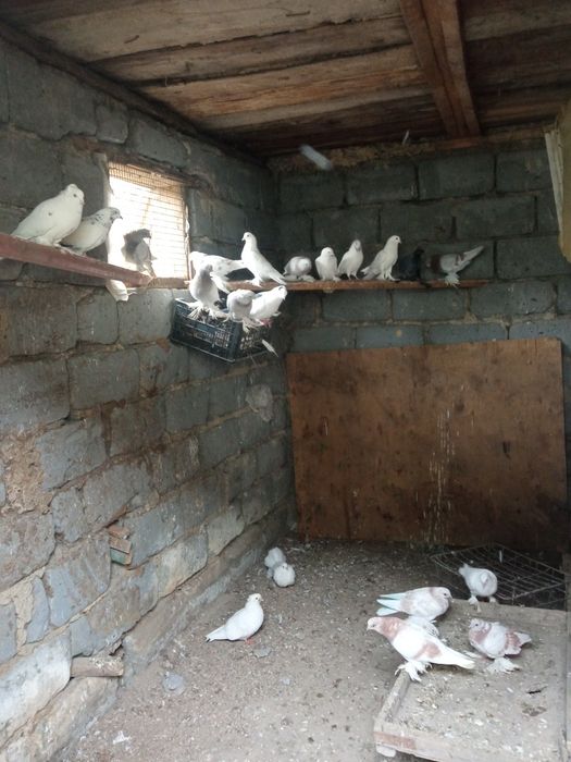 Голуби голуби голуби