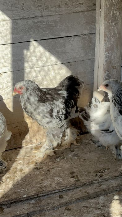 Tineret brahma 3 hd si un bobat