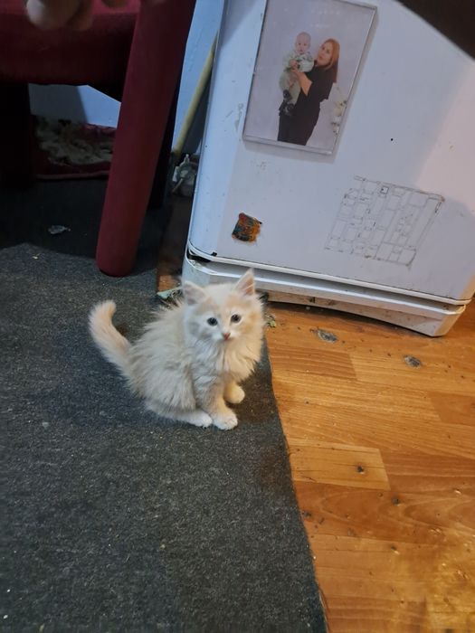Котята  отдам в добрые ручки