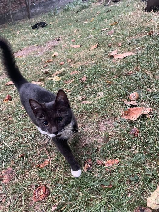 Adoptie pisici gratis