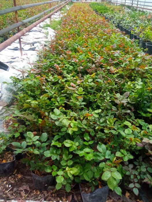 Атиргул чиринка кучатлари сотилади