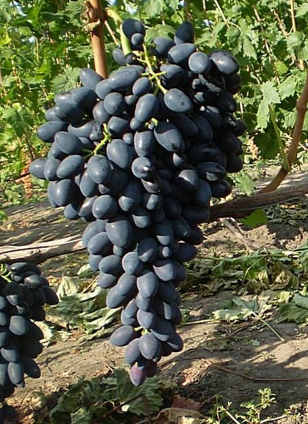 Куст винограда «Надежда АЗОС»