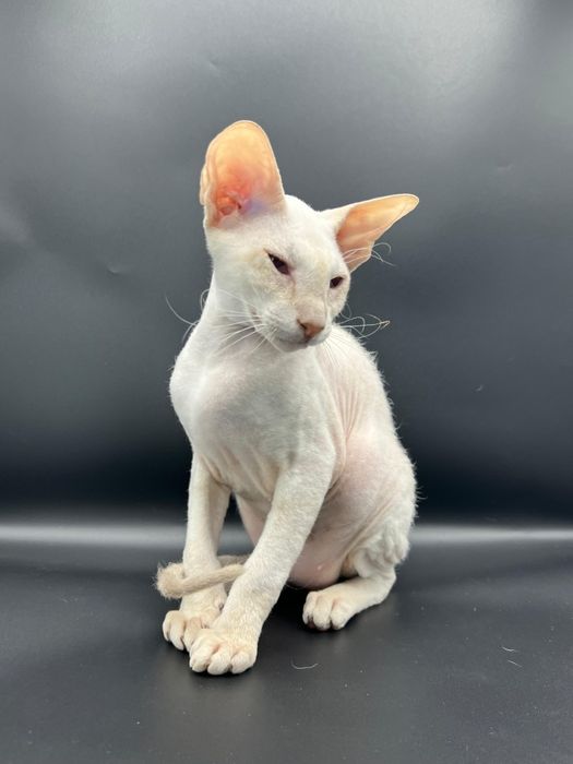 Петерболды котята