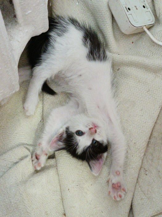 Домашние животные