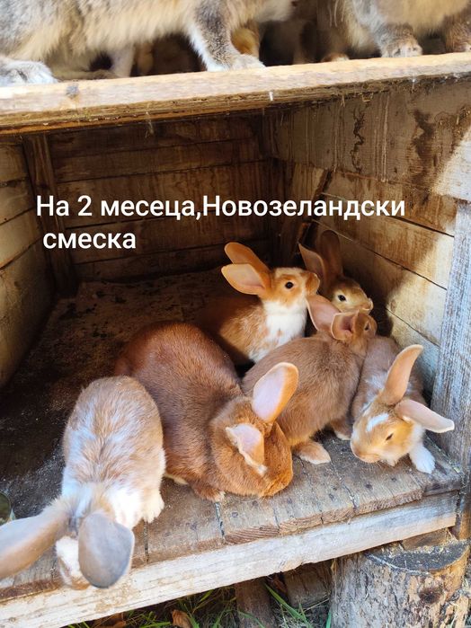 Зайци на различна възраст!