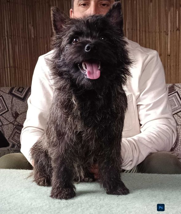 Cairn terrier mascul