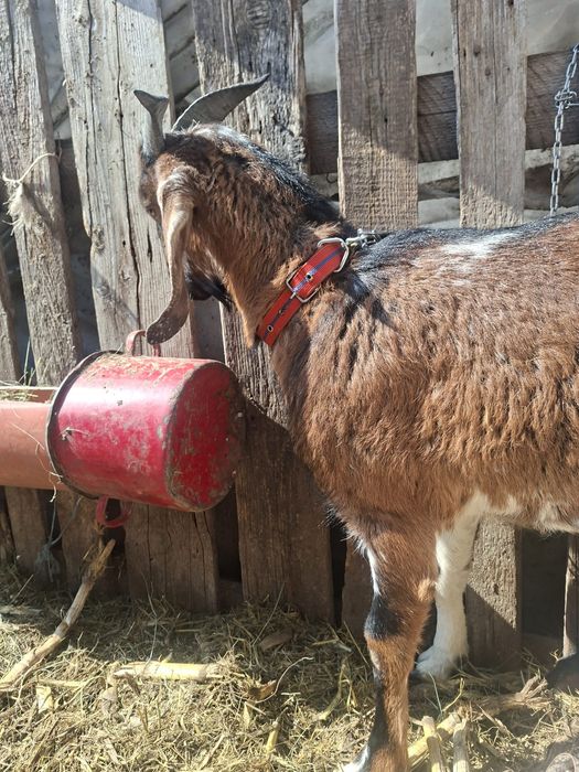 Țap de vânzare rasă buna